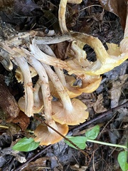 Desarmillaria caespitosa