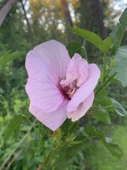 Hibiscus striatus