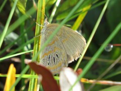 Neonympha areolatus