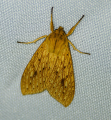 Phaegopterina