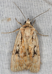 Euxoa pimensis