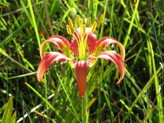 Lilium catesbaei