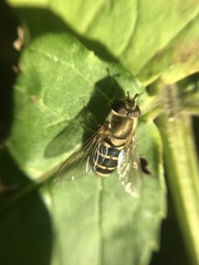 Syrphidae