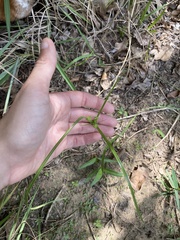 Cyperus pseudovegetus