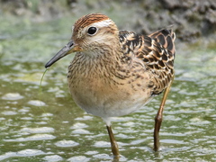 Calidris acuminata