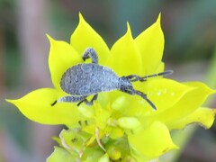 Merocoris