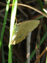 Neonympha areolatus