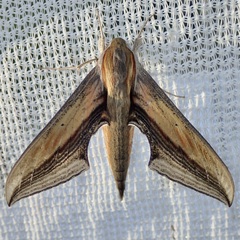 Xylophanes falco