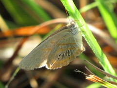 Neonympha areolatus