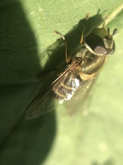 Syrphidae