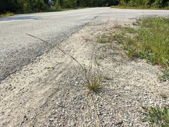 Sporobolus vaginiflorus