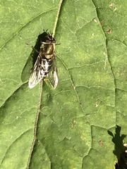 Syrphidae