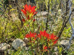 Castilleja coccinea