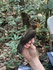 Turdus lawrencii
