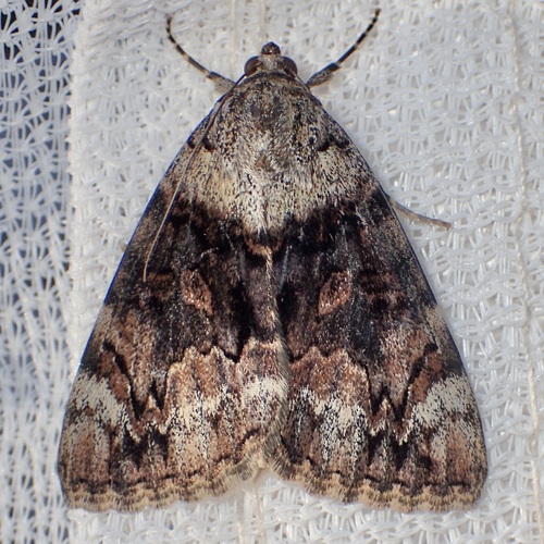 Desdemona Underwing photo 3