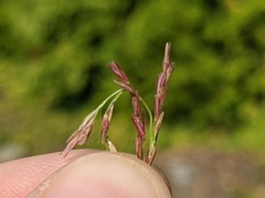 Sporobolus vaginiflorus