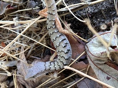 Elgaria multicarinata webbii
