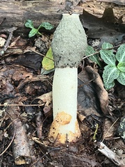 Phallus ravenelii