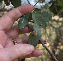 Aceria trichophila
