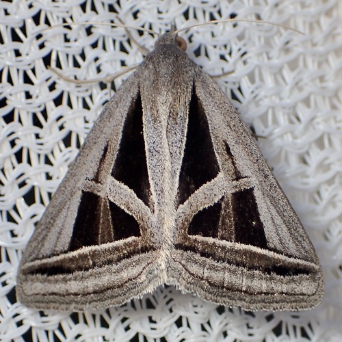 Callistege triangula photo 5