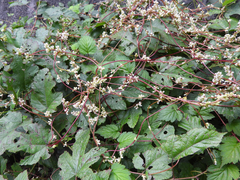 Cuscuta lupuliformis