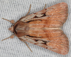 Euxoa pimensis