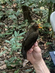 Turdus lawrencii