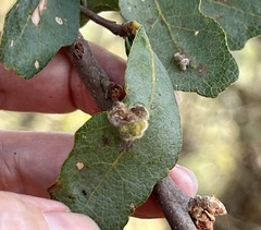 Aceria trichophila