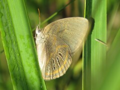 Neonympha areolatus