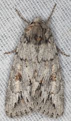Andropolia