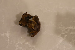 Phylloporia