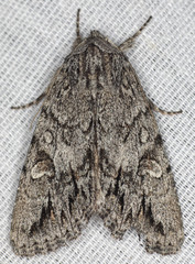 Andropolia