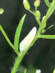 Gyponana