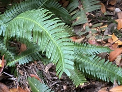 Polystichum munitum