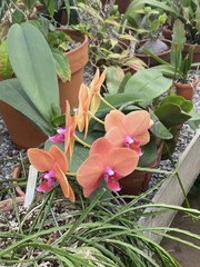 Phalaenopsis
