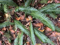 Polystichum munitum