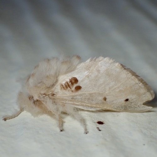 Megalopyge lapena photo 5