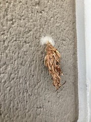 Thyridopteryx ephemeraeformis