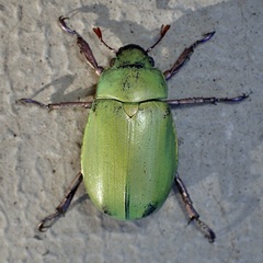 Chrysina beyeri