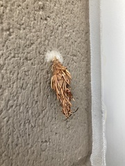 Thyridopteryx ephemeraeformis