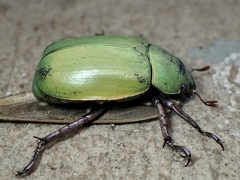 Chrysina beyeri