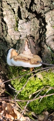 Ganoderma