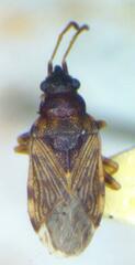 Lygaeoidea