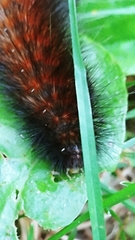 Pyrrharctia isabella