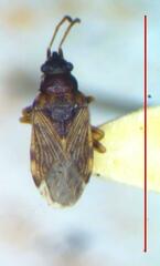 Lygaeoidea