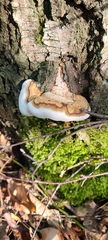 Ganoderma