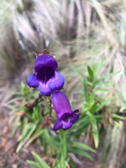 Penstemon gentianoides