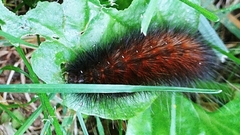 Pyrrharctia isabella