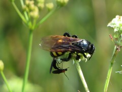 Pygodasis quadrimaculata