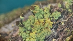 Chaenotheca chrysocephala